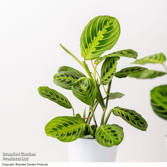 Maranta leuconeura var. erythroneura 'Lemon Lime'