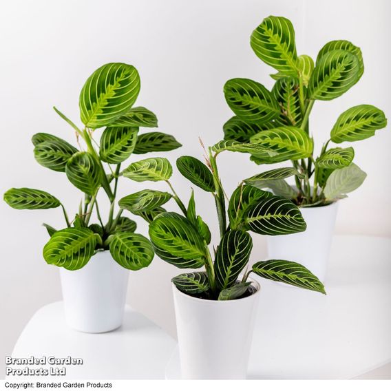 Maranta leuconeura var. erythroneura 'Lemon Lime'