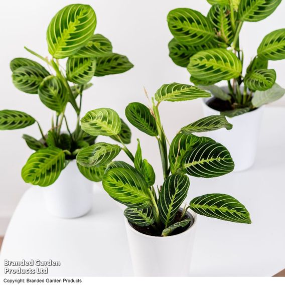 Maranta leuconeura var. erythroneura 'Lemon Lime'
