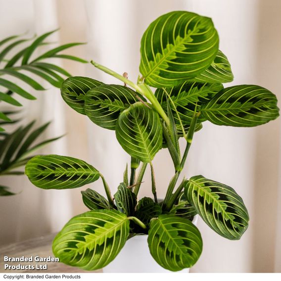 Maranta leuconeura var. erythroneura 'Lemon Lime'