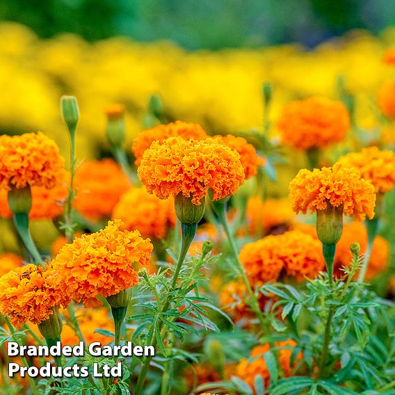 Marigold Hot Stuff - Seeds