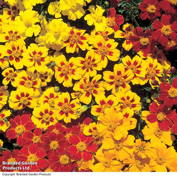 Marigold 'Fantasia Mix' - Seeds