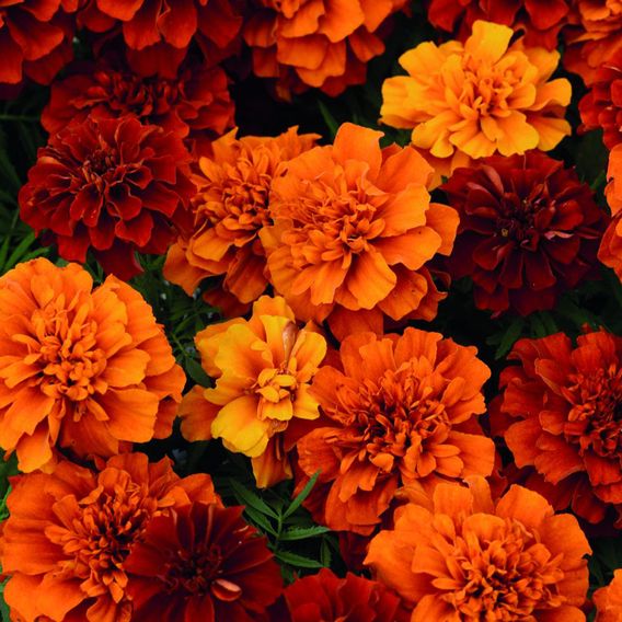 Marigold 'Fireball' - Seeds