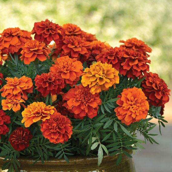 Marigold 'Fireball' - Seeds