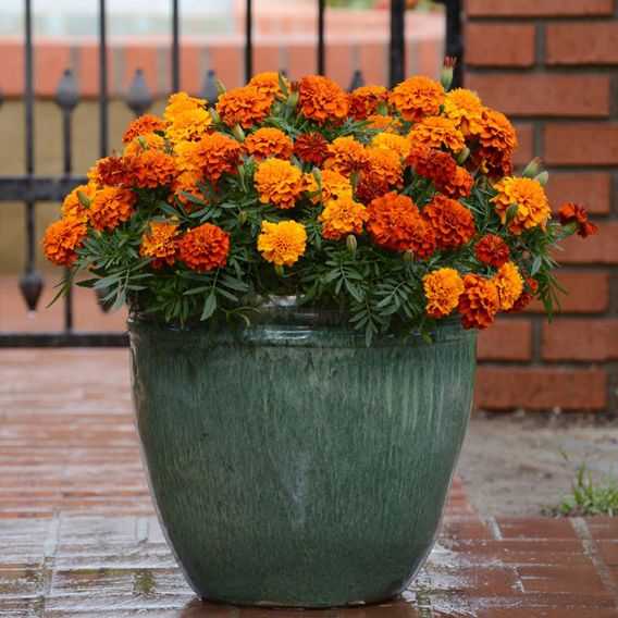 Marigold 'Fireball' - Seeds
