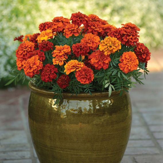 Marigold 'Fireball' - Seeds