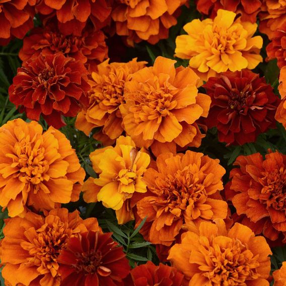Marigold 'Fireball' - Seeds