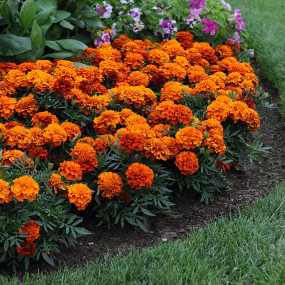 Marigold 'Fireball' - Seeds