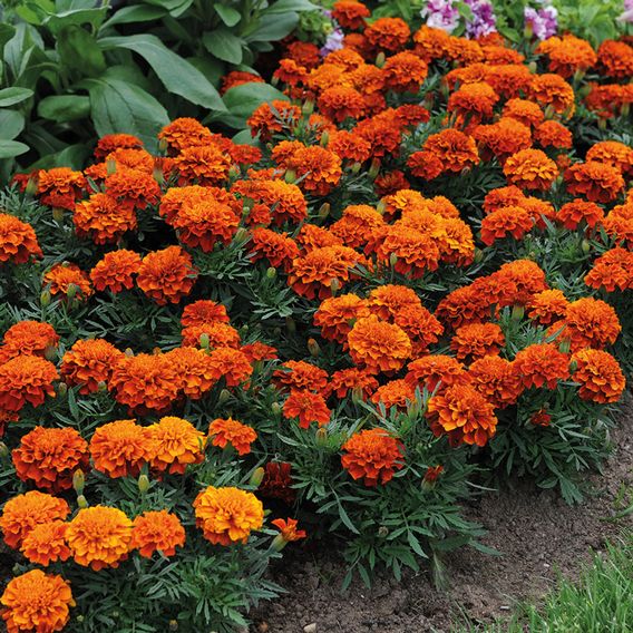 Marigold 'Fireball' - Seeds