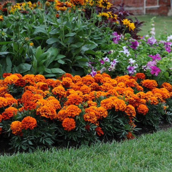 Marigold 'Fireball' - Seeds