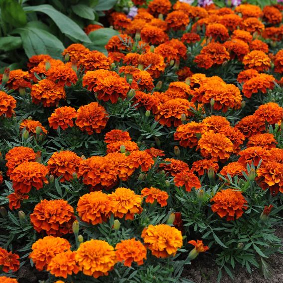 Marigold 'Fireball' - Seeds