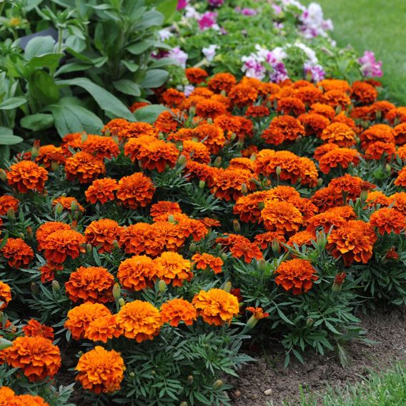 Marigold 'Fireball' - Seeds