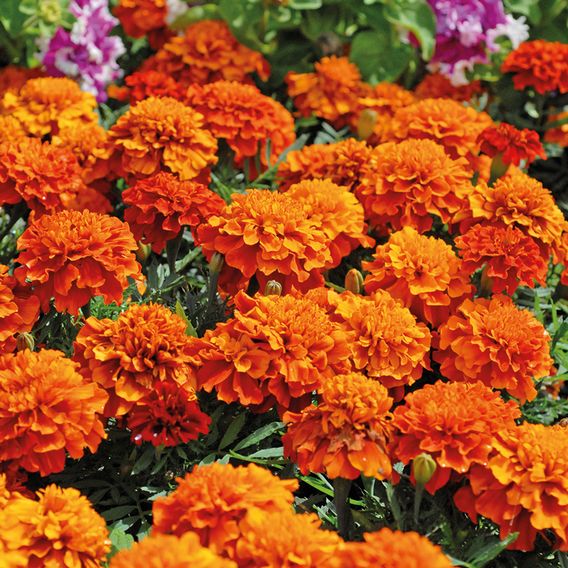 Marigold 'Fireball' - Seeds