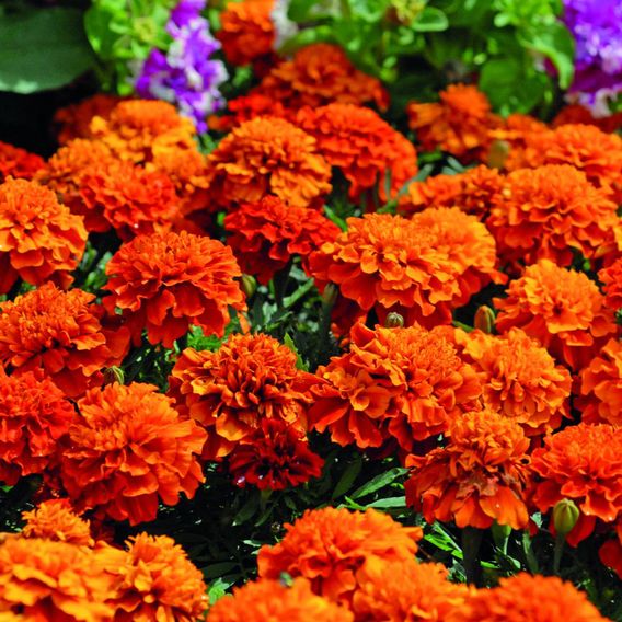 Marigold 'Fireball' - Seeds