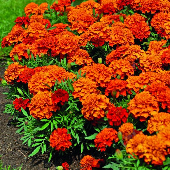 Marigold 'Fireball' - Seeds