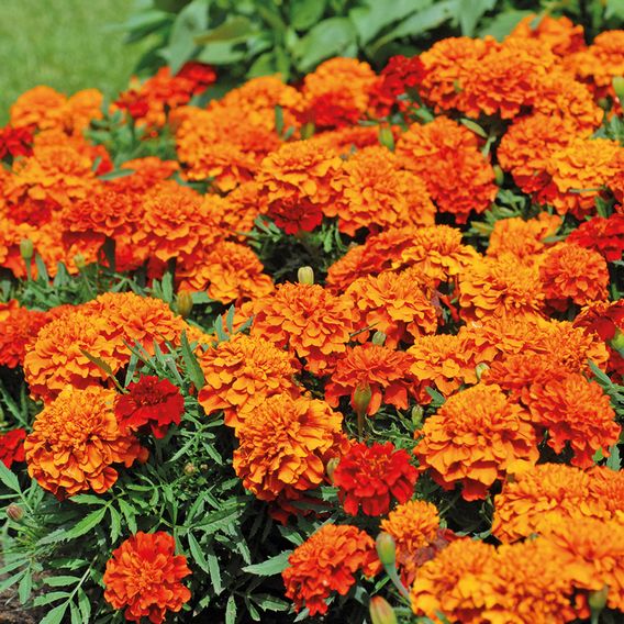 Marigold 'Fireball' - Seeds