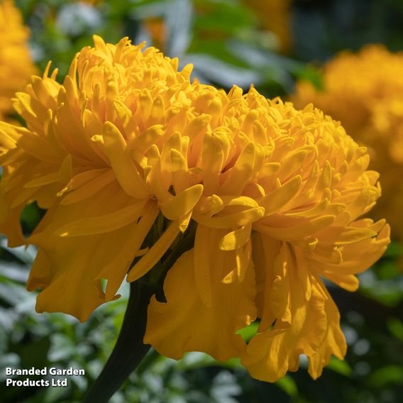 Marigold 'Glow Up Gold' - Seeds