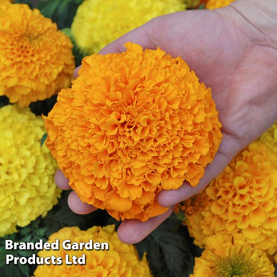 Marigold 'Marvel Mix'