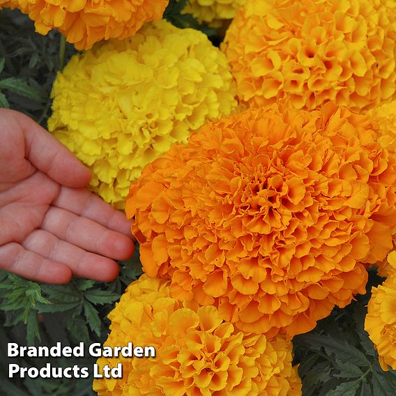 Marigold 'Marvel Mix'