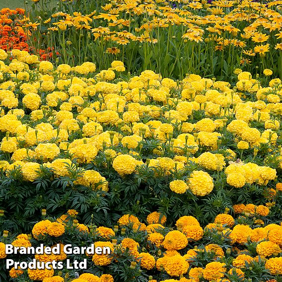 Marigold 'Marvel Mix'