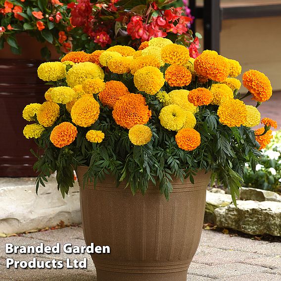 Marigold 'Marvel Mix'