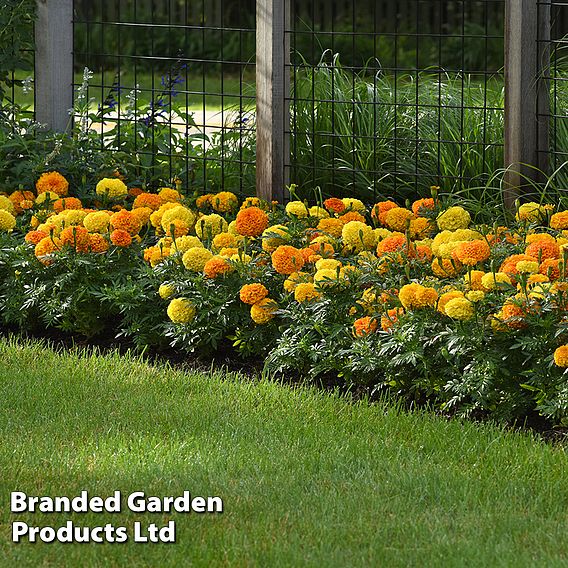 Marigold 'Marvel Mix'