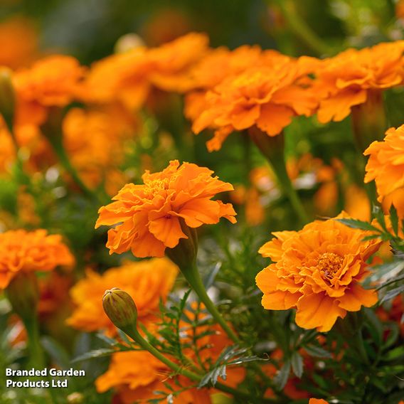 Marigold French 'Orange Winner' - Seeds