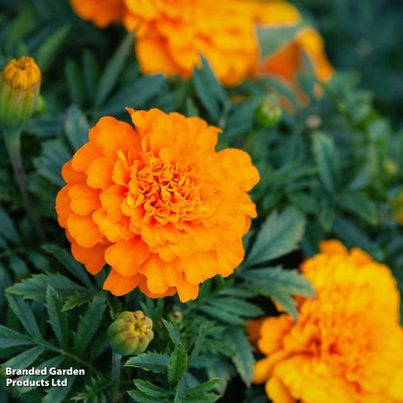 Marigold French 'Orange Winner' - Seeds