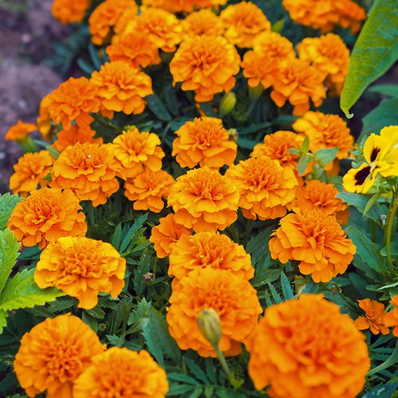 Marigold French 'Orange Winner' - Seeds