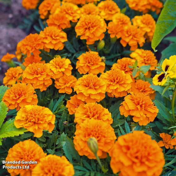 Marigold French 'Orange Winner' - Seeds