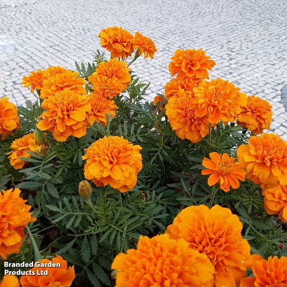 Marigold French 'Orange Winner' - Seeds