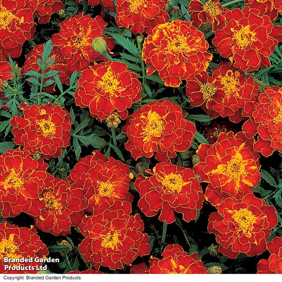 Marigold French 'Red Brocade' - Seeds