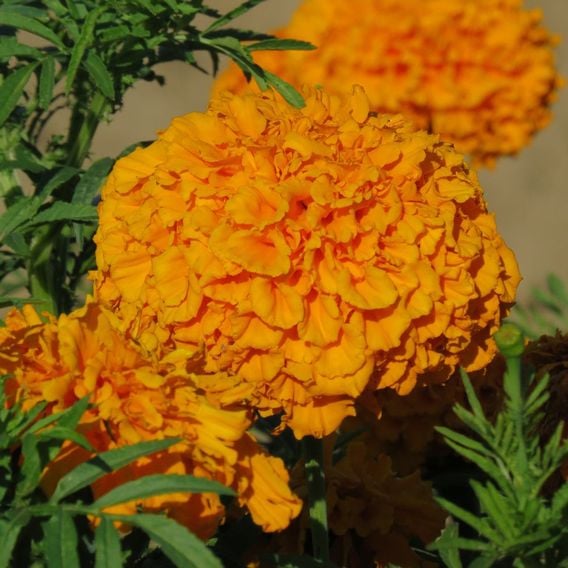 African Marigold 'Space Hopper' - Seeds