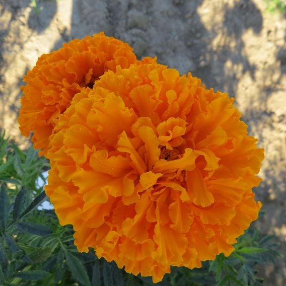 African Marigold 'Space Hopper' - Seeds