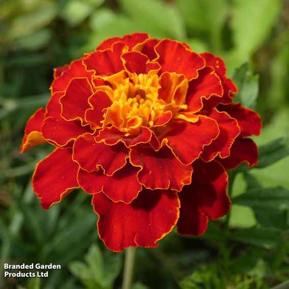 Marigold French 'Red Brocade' - Seeds