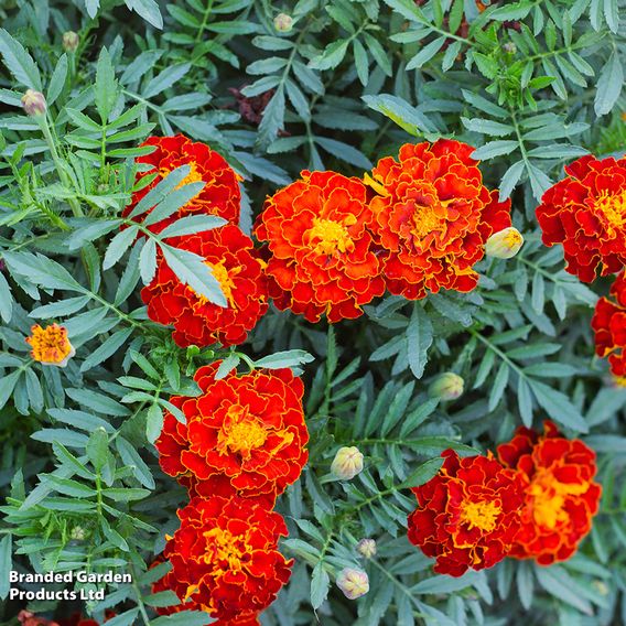 Marigold French 'Red Brocade' - Seeds