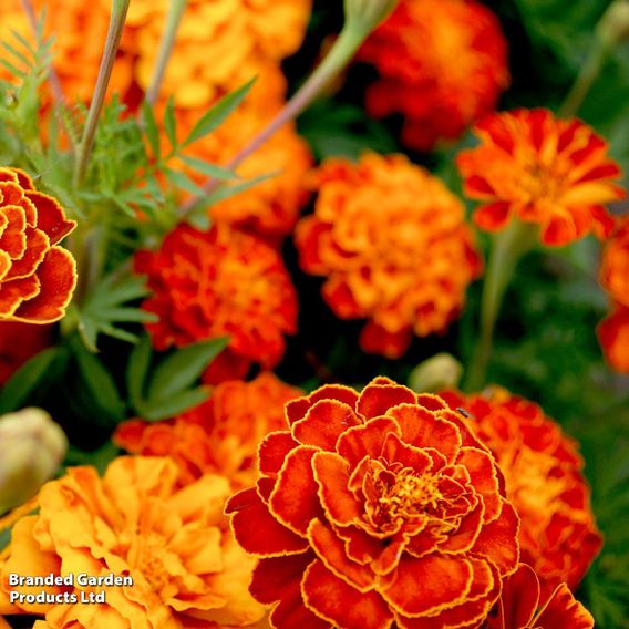 Marigold French 'Red Brocade' - Seeds