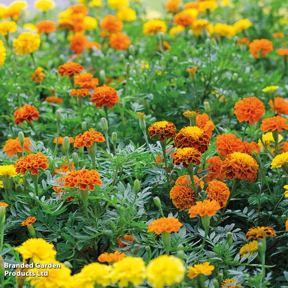 Marigold French 'Summer Loving Mix' - Seeds