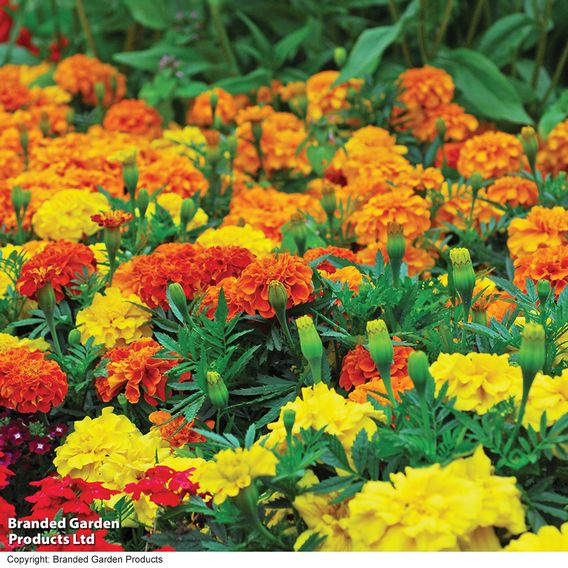 Marigold French 'Summer Loving Mix' - Seeds