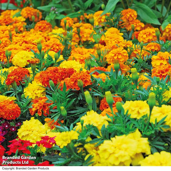 Marigold French 'Summer Loving Mix' - Seeds