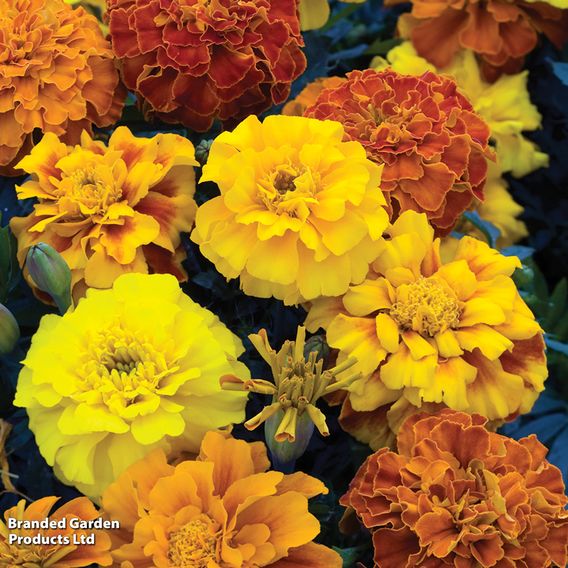 Marigold F1 'Zenith Mixed'