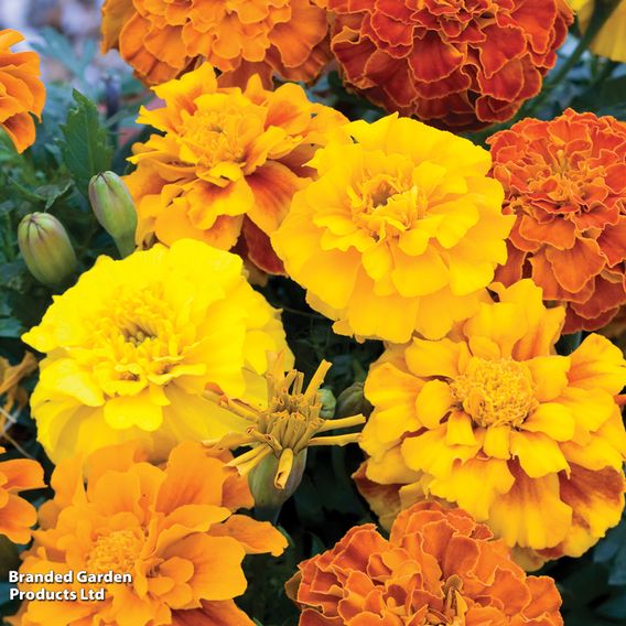 Marigold F1 'Zenith Mixed'