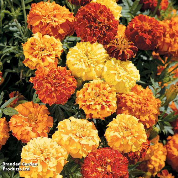 Marigold F1 'Zenith Mixed'