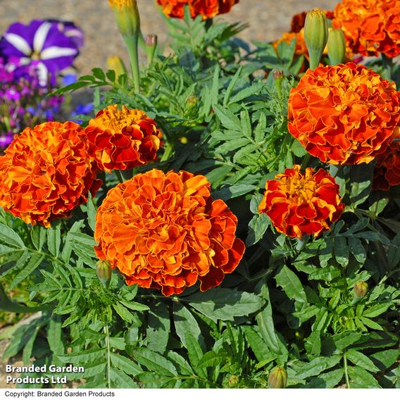 Marigold F1 'Zenith Mixed'
