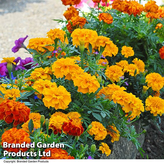 Marigold F1 'Zenith Mixed'