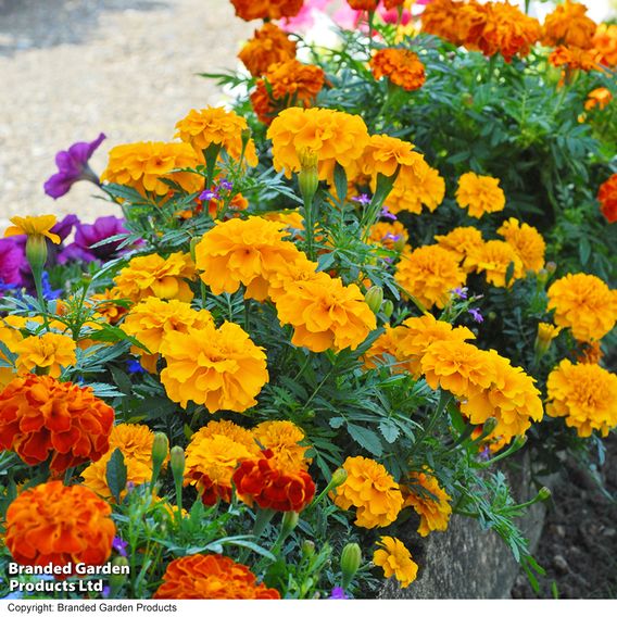 Marigold Afro-French F1 'Zenith Mix' - Seeds