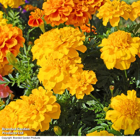 Marigold F1 'Zenith Mixed'