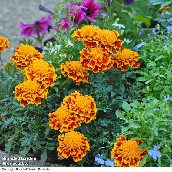 Marigold F1 'Zenith Mixed'
