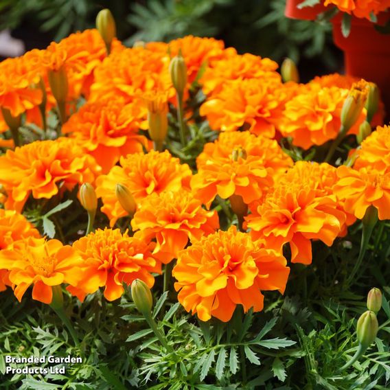 Marigold Afro-French F1 'Zenith Mix' - Seeds