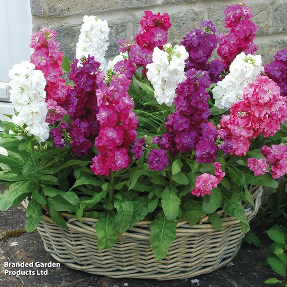 Stock 'Most Scented Mix'